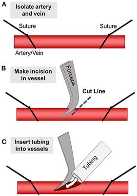 Blood Flow Within Bioengineered 3D Printed Vascular Constructs Using the Porcine Model